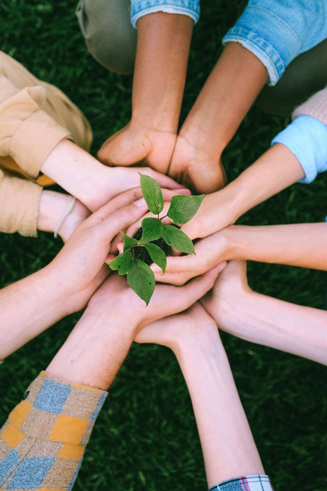 Hands holding a seedling